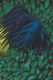 021-jungle-move Julien Colombier Artwork