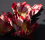 BM fleur rouge©Maxime huriez Schiaparelli Atelier